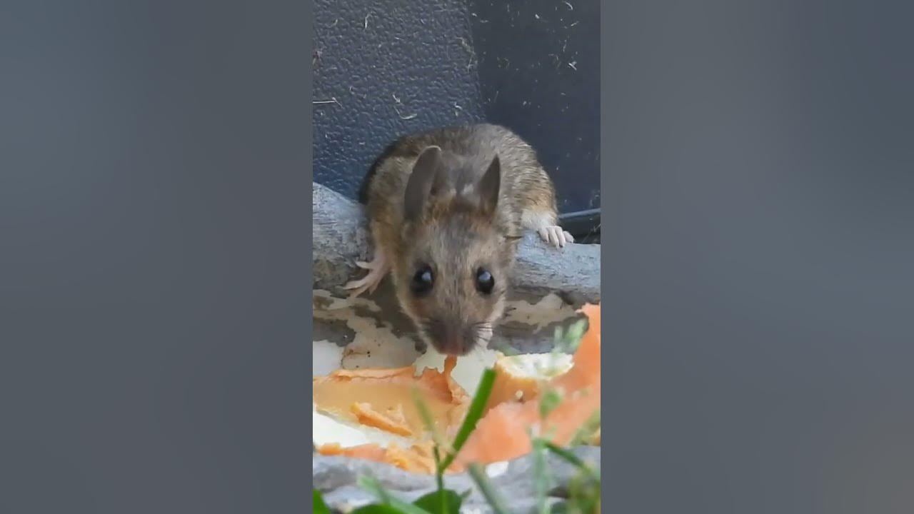 Cute Mouse Eating Peanut Butter & Melon shorts YouTube