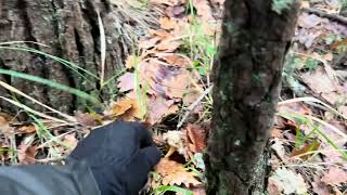 Download Lagu 0️⃣0️⃣9️⃣ 2026-01-23 FUNGHI PORCINI CHE PASSIONE 🍄 #009 MP3