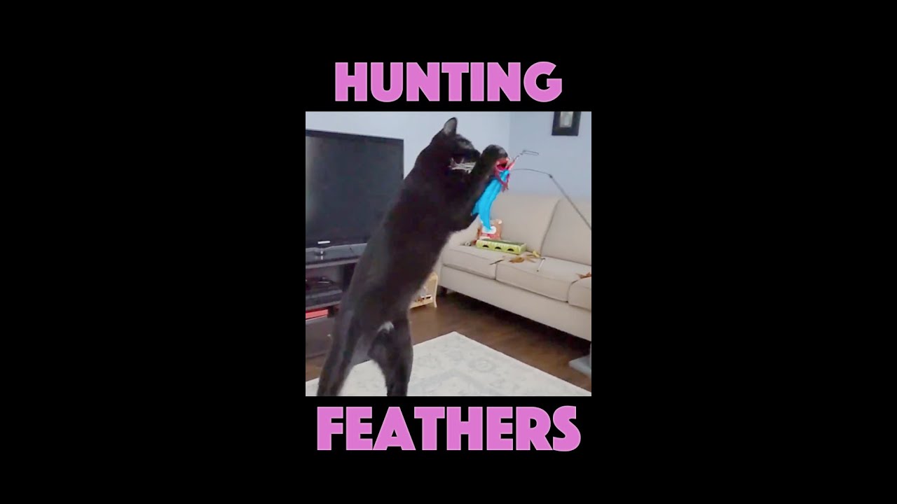 Black Kitten Playing with Feather Toy