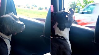 Dog Trying To Eat All The Incoming Cars by Betch 3,951 views 1 year ago 3 minutes, 17 seconds