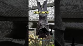 Penampakan kelelawar saat buang air!