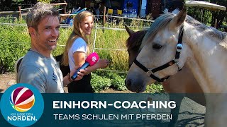 Einhorn-Coaching Die Etwas Andere Team-Schulung Mit Pferden