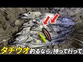 【太刀魚爆釣】遠州灘このカラー、強すぎた。
