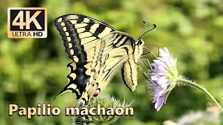 Old World Swallowtail Papilio Machaon