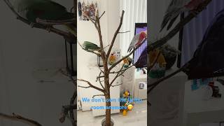 When your bird gets an upgrade to first-class nature 🦜#galahcockatoo#cutebirds#funnyshorts