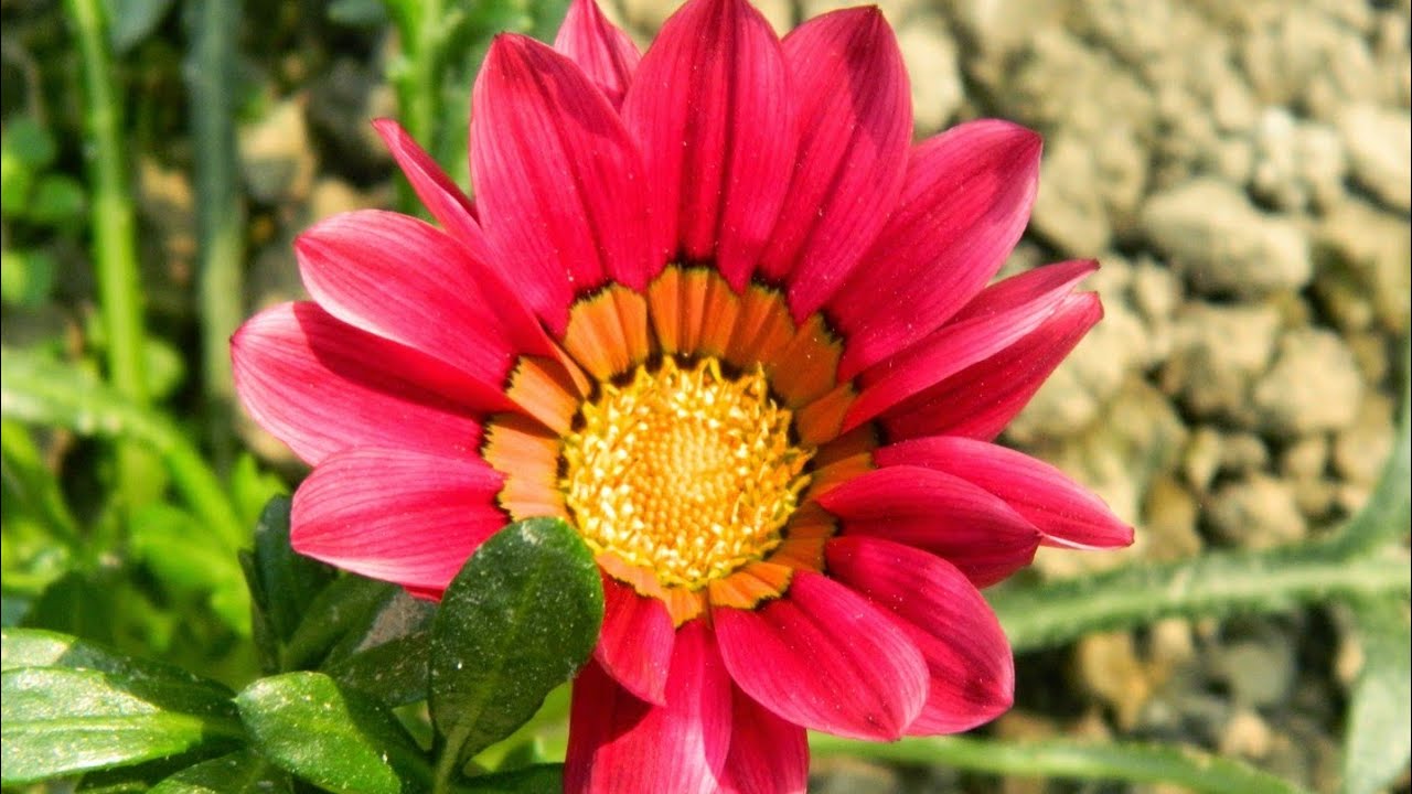 Khadija vlog and cook is live! 🌿শুভ সন্ধ্যা বন্ধুরা ❤️‍🩹❤️‍🩹