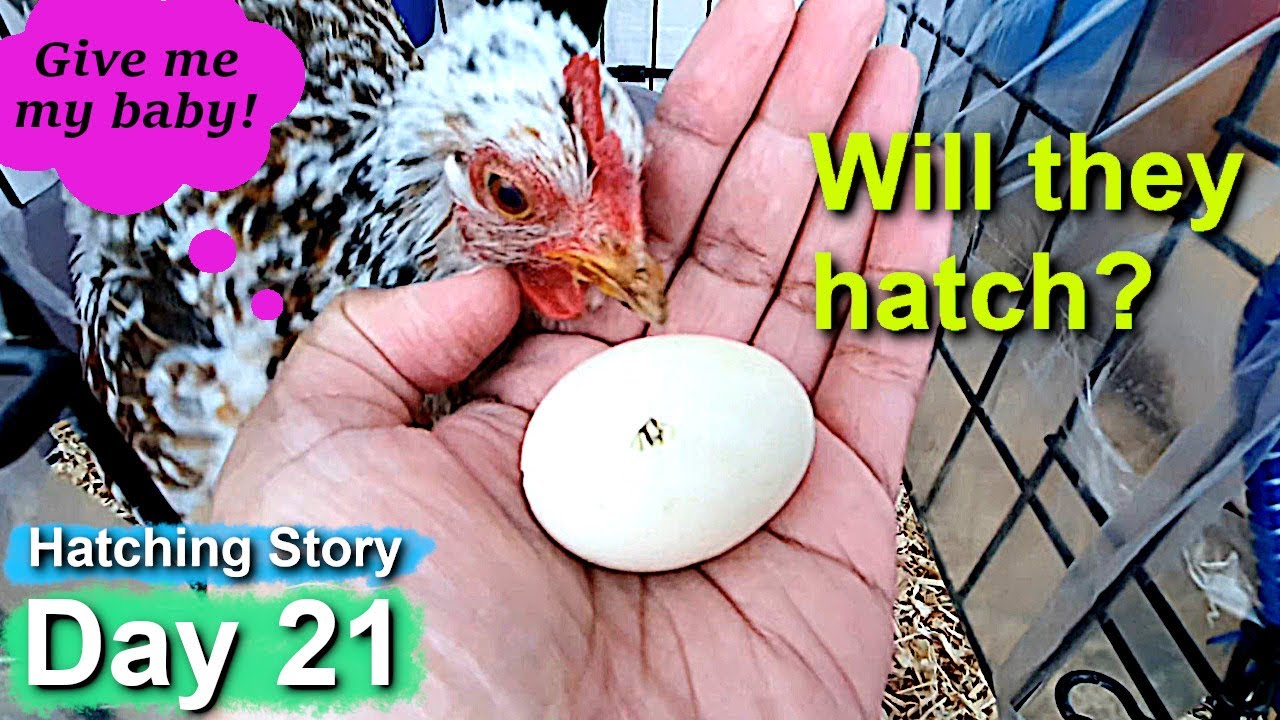 Pet Hen Hatching Tiny Chicks Day 21 Hatch Day?! YouTube