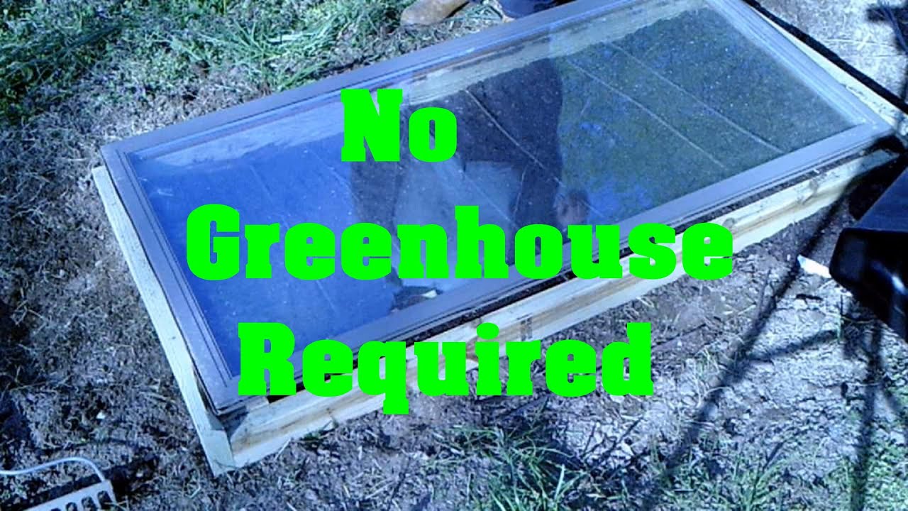 4 Cent Heirloom Tomato Plants - Nearly Free! No Greenhouse Needed