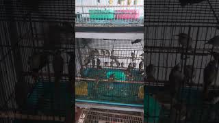 Download Lagu OMBYOKAN BURUNG CUCAK KOMBO MUARAH 15K #birds #burungkicaudialamliar #kutilangpikatsupergacor MP3