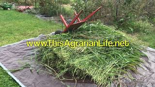 Harvesting SorghumSudangrass