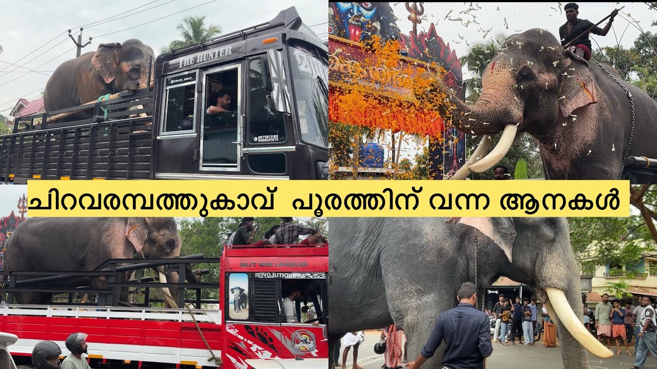 ചെറുവരമ്പത്തുകാവ് പൂരത്തിന് വന്ന ആനകൾ/ആരുവായി /pazhanji /dudus midea/