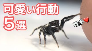 5 cute behaviors of jumping spiders that no one knows