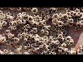 Clean Barnacles 68