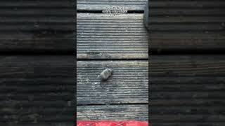 Mos U Shqetësoni Telefononi Grifin Ës