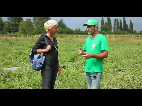 Cartlis, საიმედო რჩევებით, იმედზე!