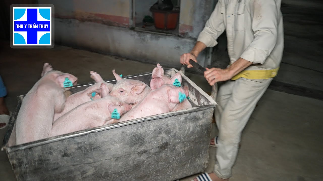 Giao 50 heo nái hậu bị xách tai cho bác chủ trại ở Hưng Yên