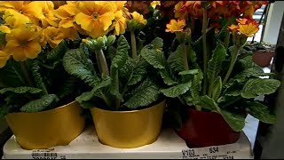 Primula acaulis in a decorative pot