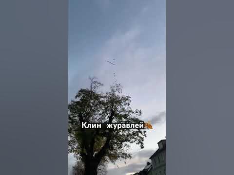 Красивая песня и клин журавлей 🍂🍁#клин #журавли #песнякрасиво #shorts # ...