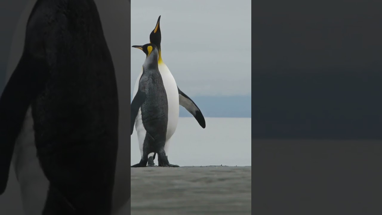 Rise Of The Immortals Tulips Flowers Tulip Field Eiffel Tower Paris Building Winter Snow Tree Branch