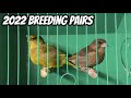 Which Birds will be BREEDING?!