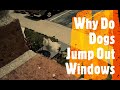Why Do Dogs Jump Out Windows?