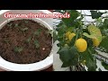 Get the seeds of a golden melon from the fruit to plant a simple seedling