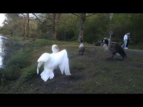 170 "Schwan vs. Kanadagans: Lieber Schwan, leg Dich nicht mit Herbert an!" Nutria an der Ruhr, Swan