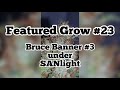 Harvest special from featured grow 23 bruce banner 3 from darkhorse under sanlight led