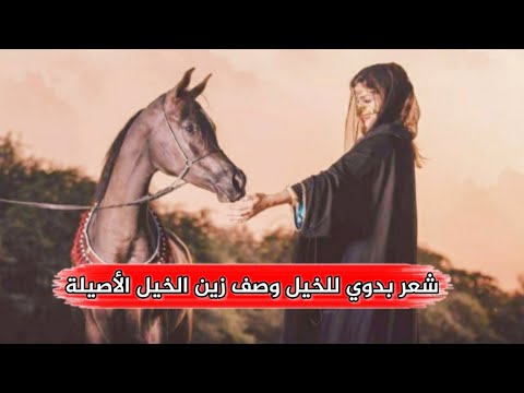 شعر بدوي للخيل وصف زين الخيل الأصيلة بصوت أحد متابعات وتين الشعر محشومتن في عز شيخن رعاها