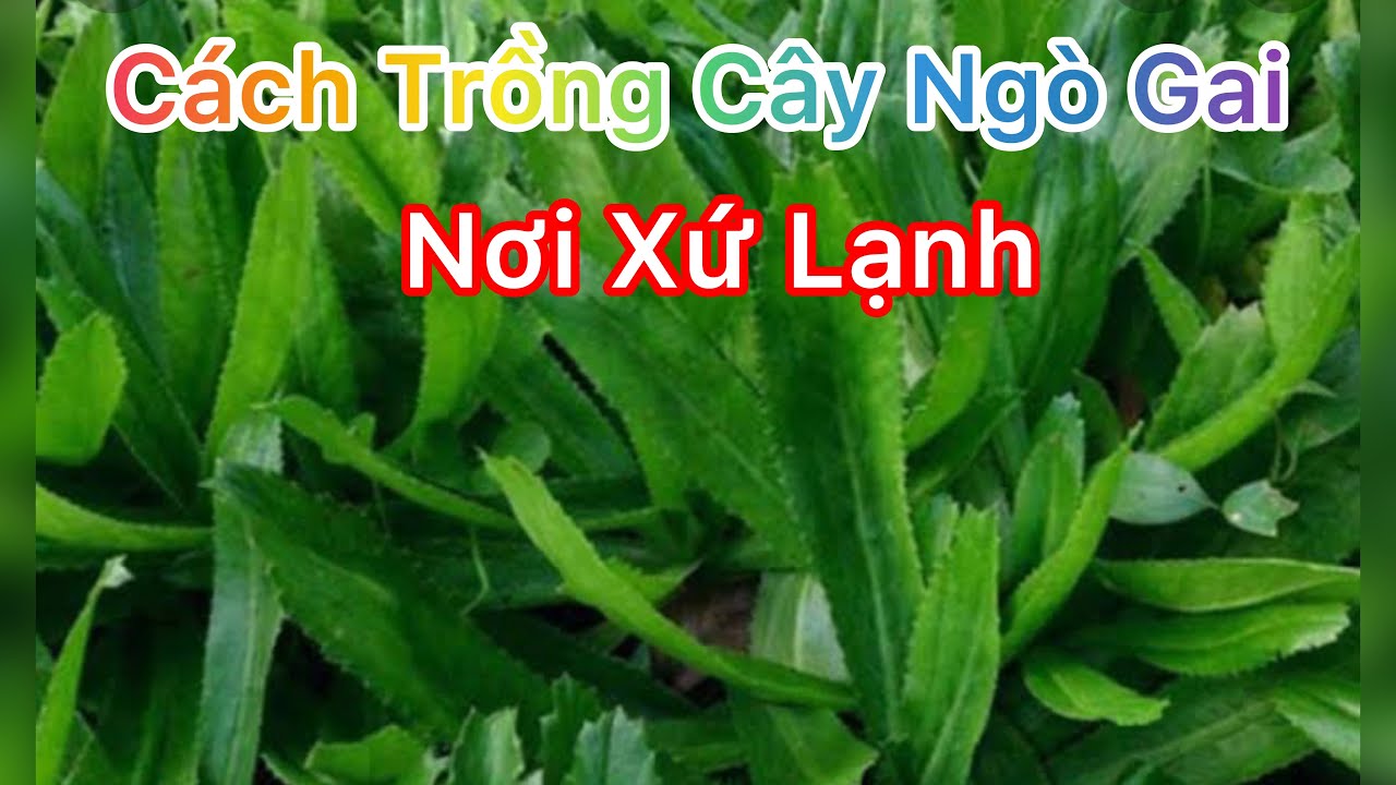CÁCH TRỒNG CÂY NGÒ GAI NƠI XỨ LẠNH l HOW TO GROW CORIANDER l CUỘC SỐNG ÚC