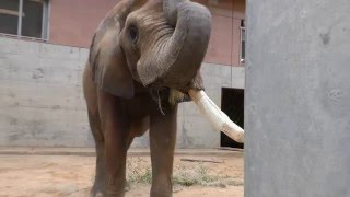 Birmingham Zoo Spaceage Elephant Tusk Repair