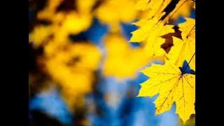 გია ყანჩელი - ყვითელი ფოთლები / Gia Yancheli - Yellow leaves