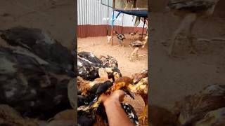 கூப்பிட்ட உடனே அன்போடு ஓடி வரும் நாட்டுக்கோழி! ❤️🐓#trending #shorts #Villagelife