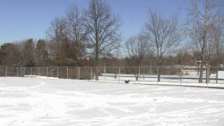 Scrappy the Border Collie Playing Frisbee in the Snow