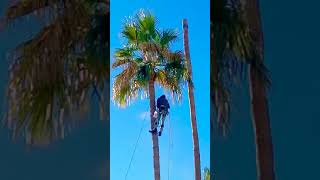 Removing 4 Palm Trees 🌴 (Rigging each piece nice and safe!)