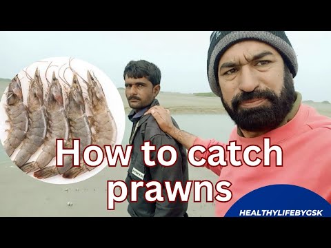 How to catch prawns/ net fishing / best tips for catching fresh water  shrimps/ traditional fishing 
