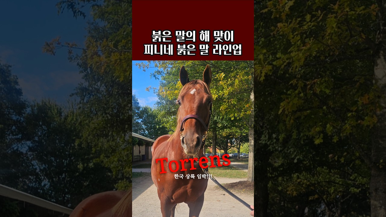 병오년 새해에는 삐니네 붉은 말들과 함께❤️🔥