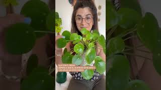 Sabes Cómo Cuidar A Tu Pilea?