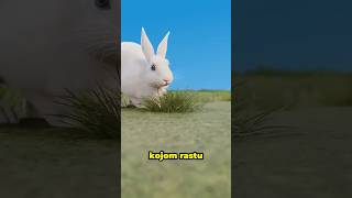 Problem Sa Zečijim Zubima 🐰🦷