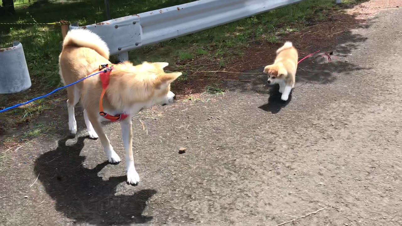 生後8週目の秋田犬の仔犬 Youtube 生後8週目の秋田犬の仔犬 Youtube