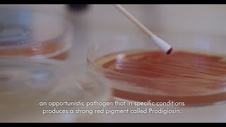 Can you make art with bacteria? Bioart by Giuseppe Lo Schiavo