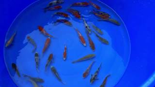 KOI-Franciacorta Tosai Otsuka 10/12 cm