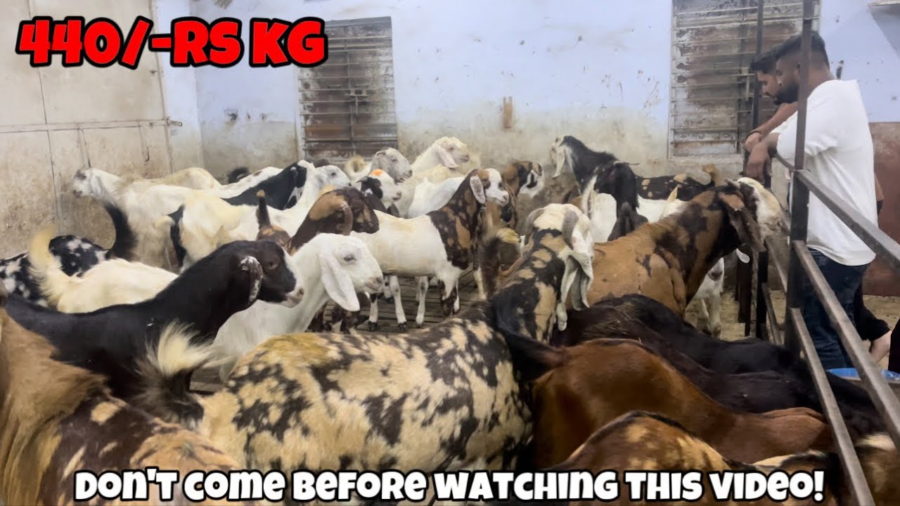 All Goat Farm Bakra mandi Latest Update 2024 | Bhiwandi | Mumbra