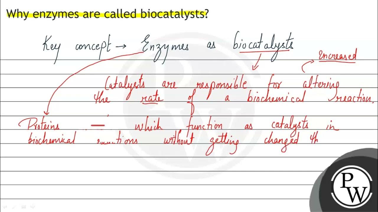 Why enzymes are called biocatalysts? YouTube