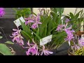 Visitando a 19º Exposição de Orquídeas de Santa Rita do Passa Quatro SP