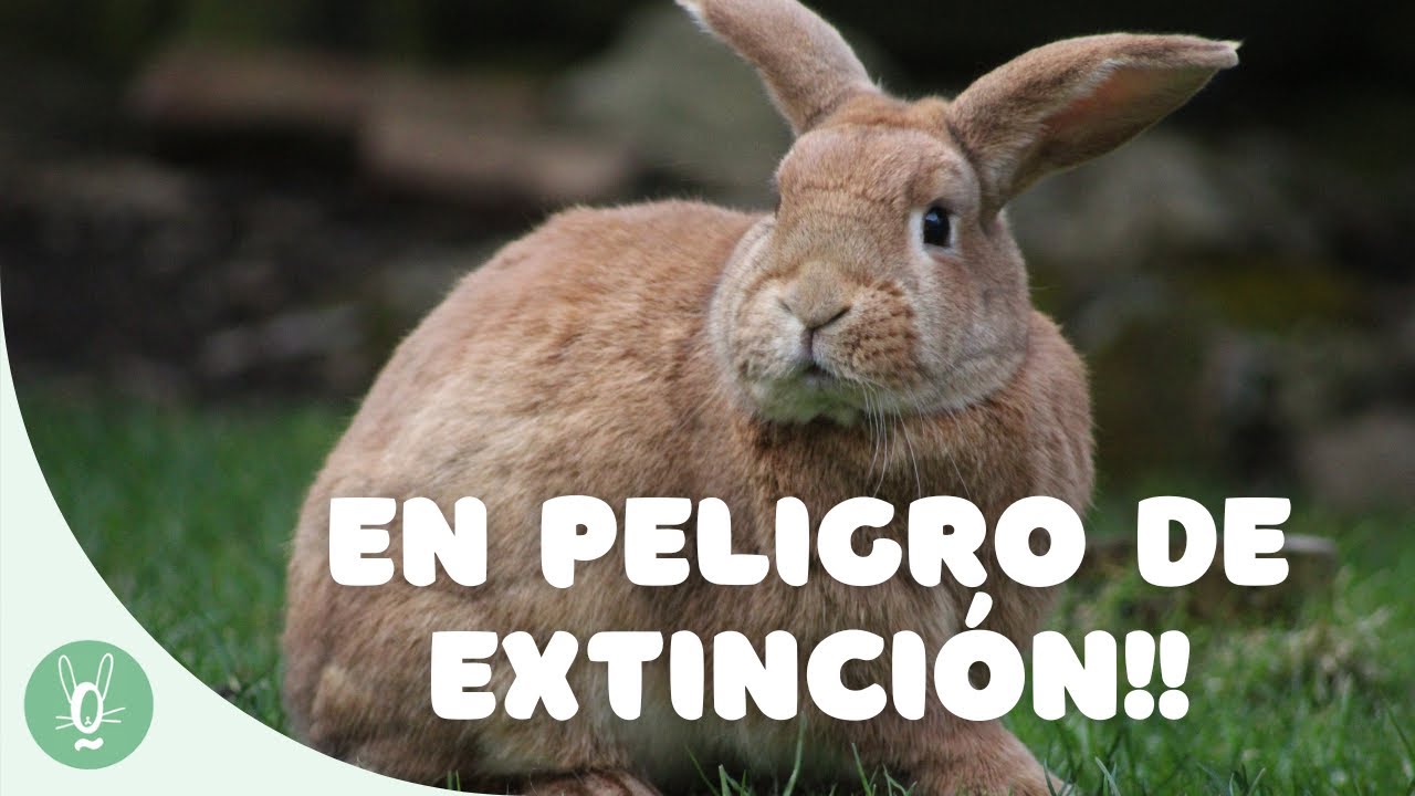 El Conejo Europeo 🐇 en peligro de extinción | Todo lo que debes saber