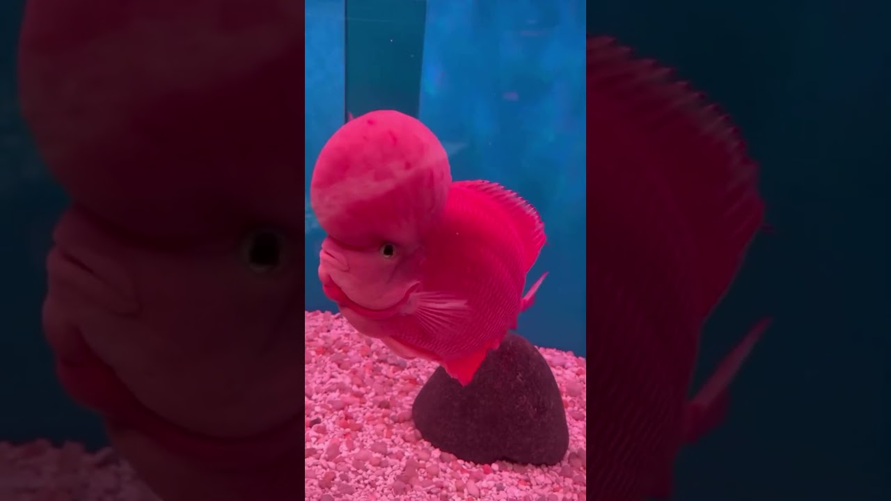 🔥 Beautiful Aquarium 4k Flowerhorn