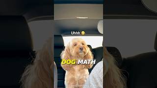 This Dog Can Do MATH Better Than You