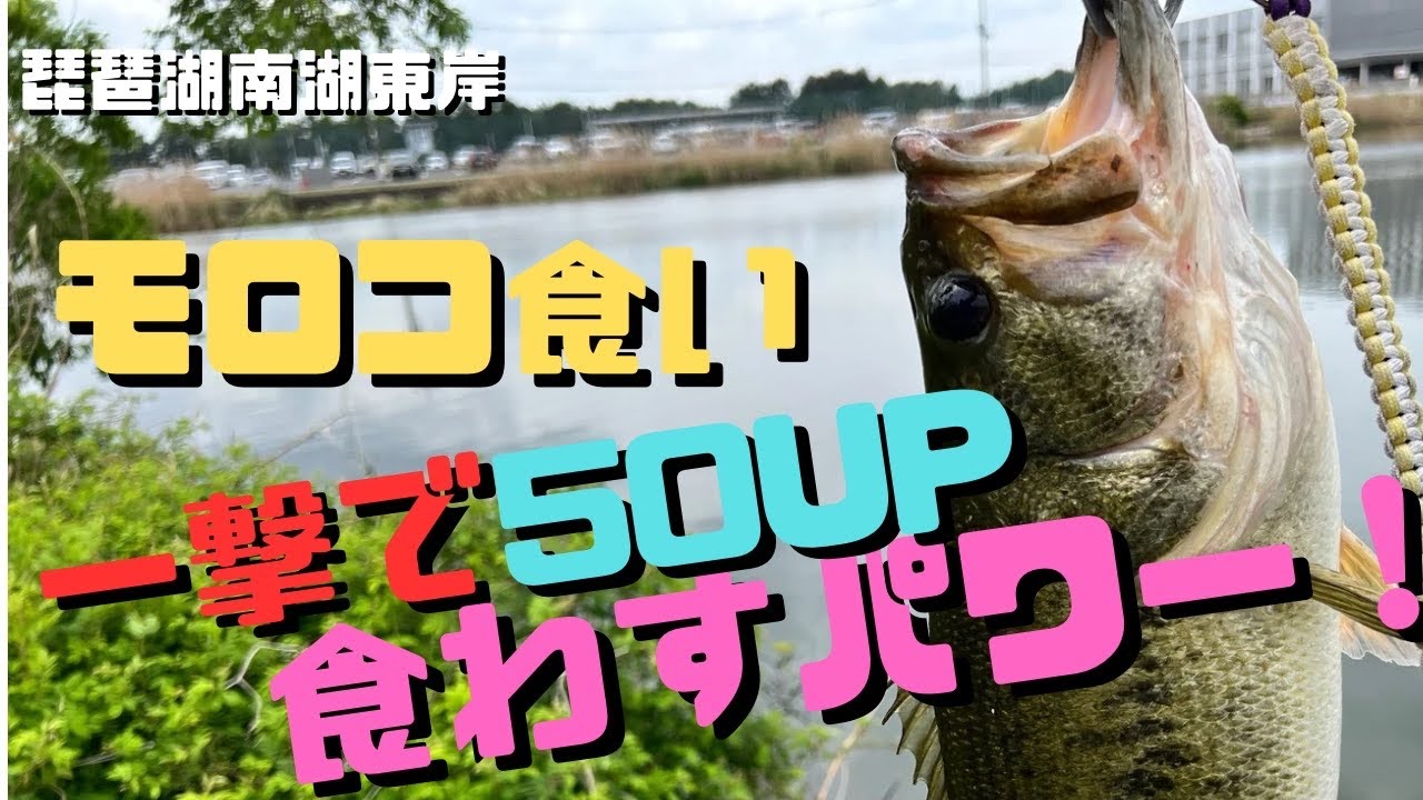 【琵琶湖バス釣り】デカバスが多く見える南湖で岸際に寄ってきているモロコを狙っているバスを一撃で仕留める！
