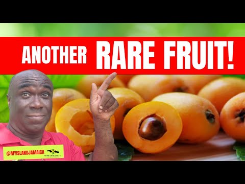😲 "I had NO IDEA what this fruit was!" 🇯🇲 #loquat